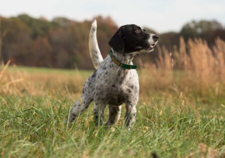 Grouse Hunting Dogs: The 10 Best Breeds