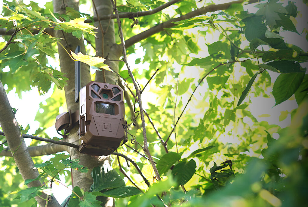 Get Up to 53% Off Trail Cameras Before Prime Day Ends Today Brown trail camera mounted on tree branch among green summer foliage