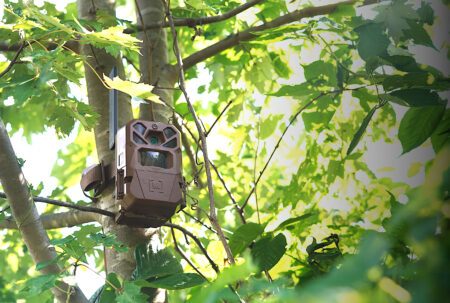 October Prime Day Trail Camera Deals That Are Actually Worth It
