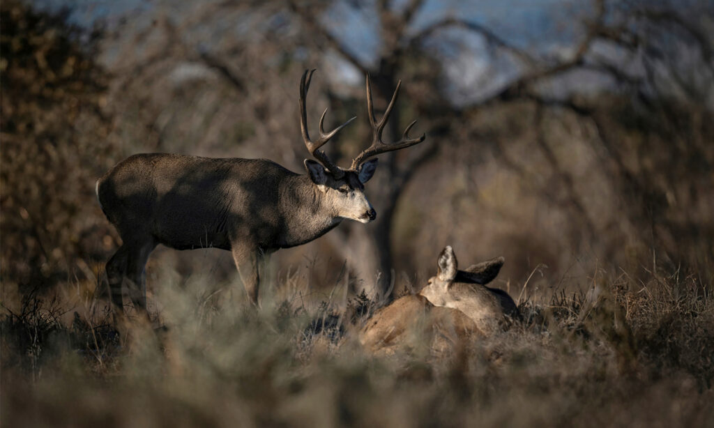 Rut Rundown: The Whitetail, Muley, Elk, and Moose Breeding Seasons Explained A large mule deer buck with antlers stands over a resting doe in scrubland.