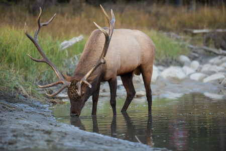 How to Read Elk Wallows and Rubs