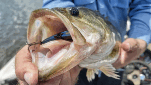 Angler holding largemouth bass with fishing lure hooked in its open mouth.