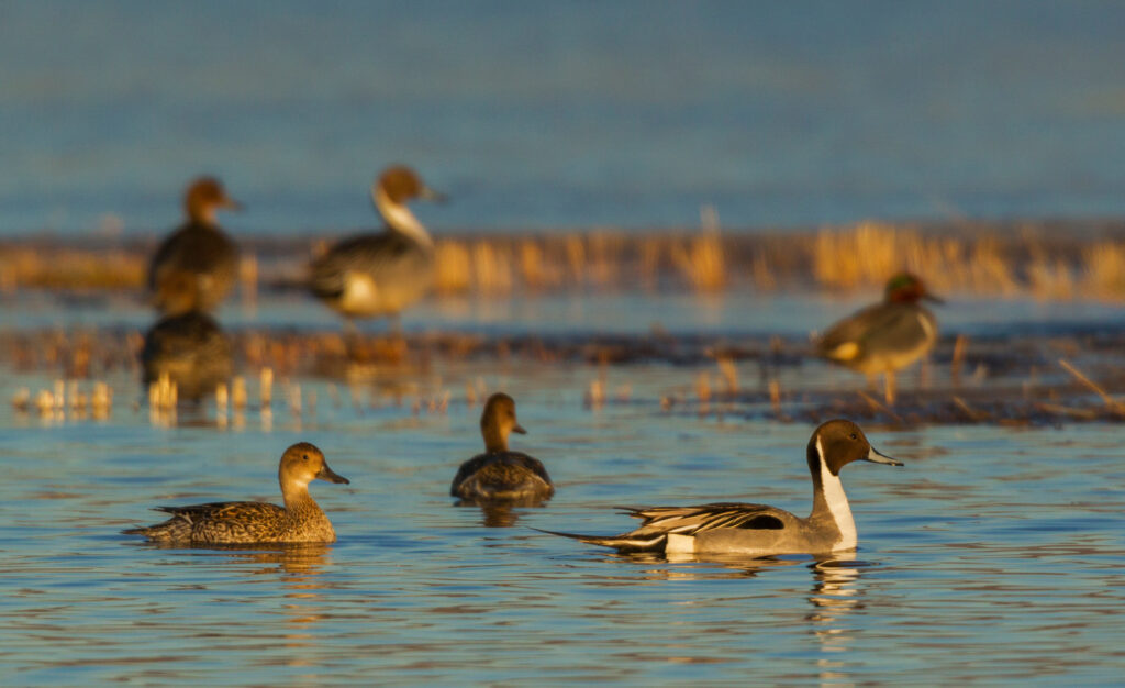How to Hunt Ducks Over Sheet Water Northern pintail ducks swimming in shallow wetland waters at golden hour light.