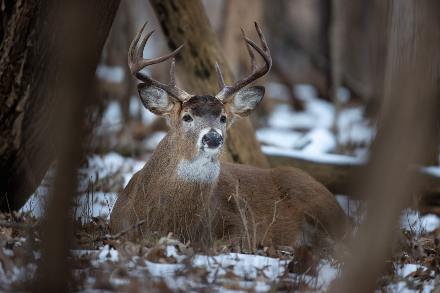 Where Do Deer Sleep? Top 13 Bedding Areas