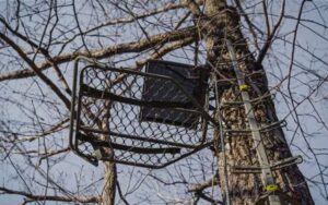 Metal hunting tree stand mounted high on bare winter tree with ladder