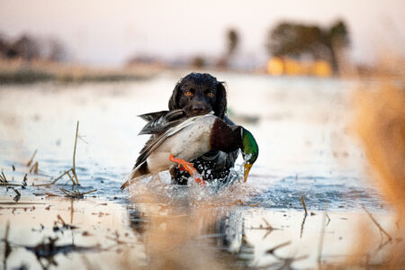 5 Good Small-Breed Bird Hunting Dogs