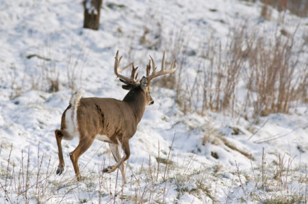Large white-tailed buck with impressive antlers running through snowy winter woodland