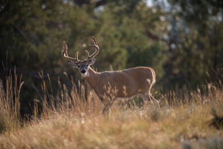 A large white-tailed buck with antlers standing in tall golden grass near trees.