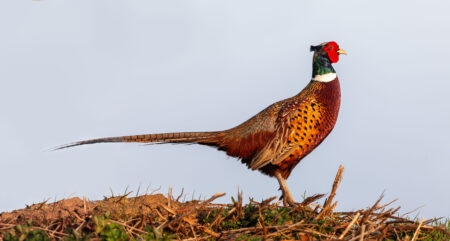 Ringneck Pheasant: “America’s” Gamebird
