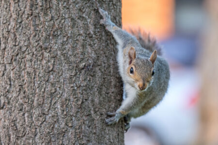 The 20 Best Squirrel Guns Ever