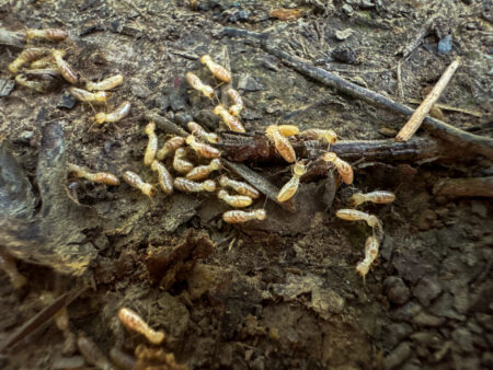 How to Cook Ants and Grubs