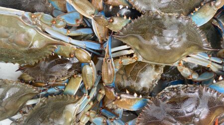 Multiple live blue crabs packed together showing distinctive blue claws and spotted shells.