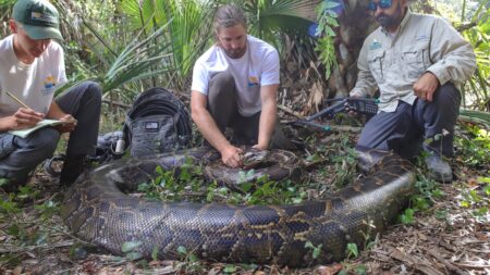 Three researchers examine and document a massive Burmese python in Florida wetlands.