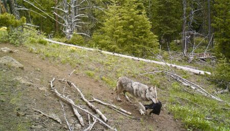 Gray wolf carrying dark prey along a forest trail in the wilderness.