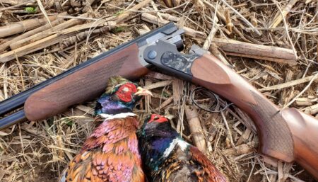 Two harvested ring-necked pheasants beside an over-under shotgun on crop stubble.