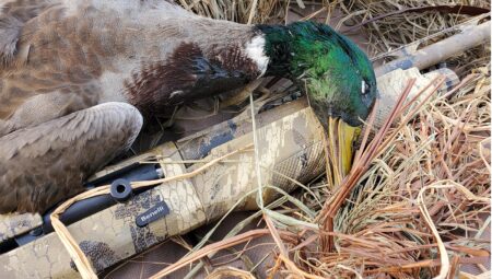 Dead mallard duck beside a camouflage Benelli shotgun in marsh grass.