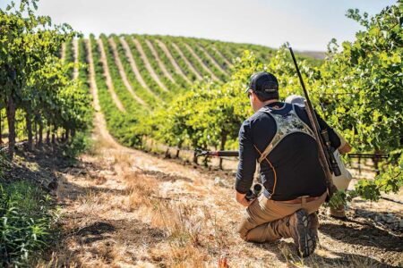 Hunter kneeling with rifle in scenic vineyard rows on sunny day