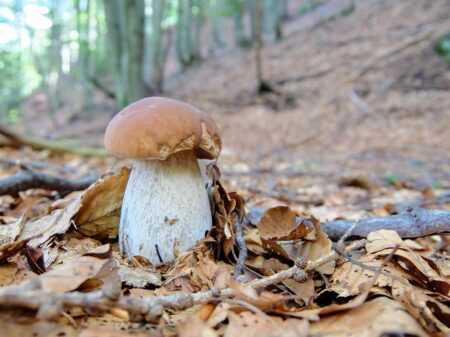 The 7 Safest Edible Mushrooms to Forage and Eat Large porcini mushroom growing among fallen leaves on a forest floor