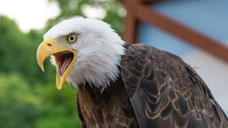 Bald eagle with open beak and intense gaze against green foliage background