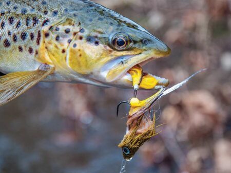 Brown trout caught on yellow streamer fly lure close-up fishing photo