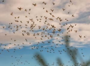 Large flock of birds flying together against a partly cloudy blue sky.