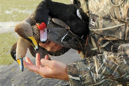 Hunter in camouflage holding multiple harvested ducks after a successful waterfowl hunt.