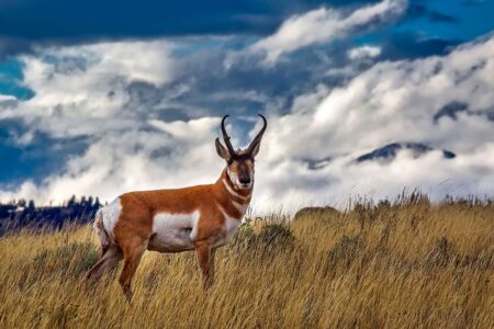 Pronghorn antelope standing in golden grassland prairie with dramatic stormy sky background