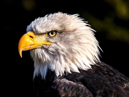 Close-up portrait of a majestic bald eagle with bright yellow beak.