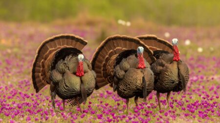 Three wild turkeys displaying tail feathers in a vibrant purple wildflower meadow.