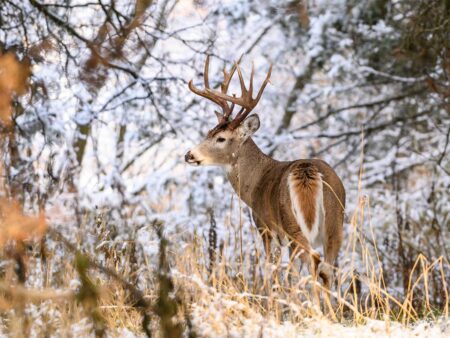 Majestic white-tailed buck with large antlers standing in snowy winter forest