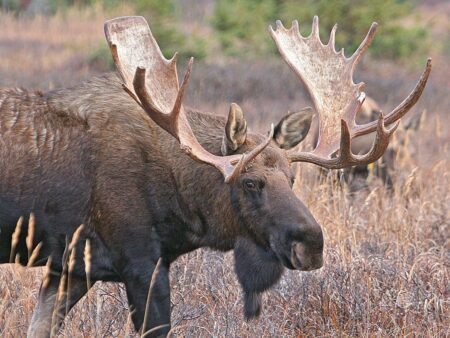 The 6 Best Rifle Cartridges for Moose Hunting