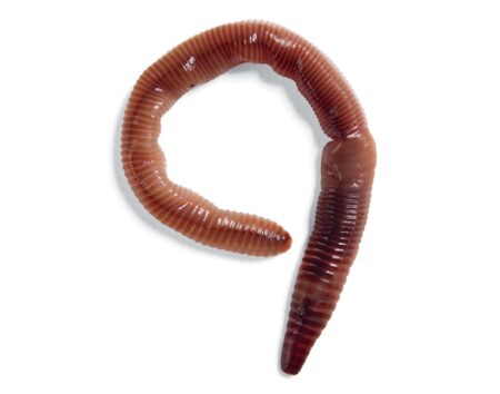 Live-Bait Manual: 10 Simple Rigs for Big Fish Close-up of a single earthworm curled on a white background