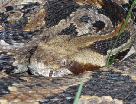 10 of the Most Venomous Snake Species in the World Coiled rattlesnake with distinctive brown and black patterned scales closeup