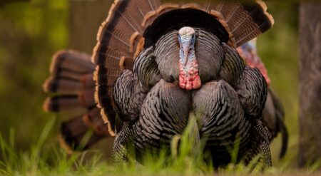 I Love Turkey Hunting Even Though I Hate It