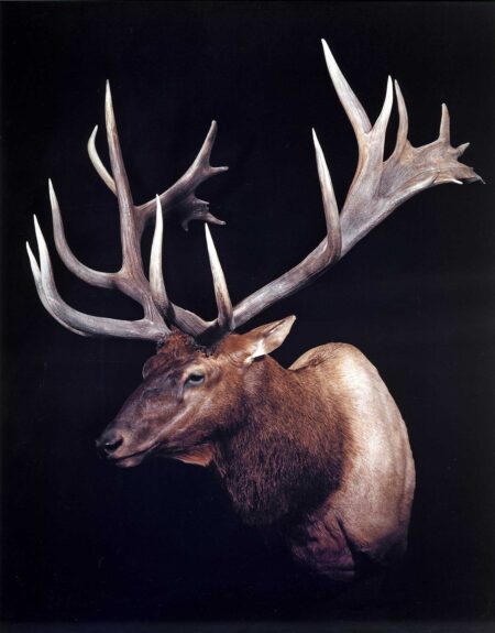 The 10 Biggest World Record Elk of All Time