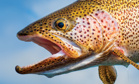 Close-up of a rainbow trout with open mouth against blue sky background.