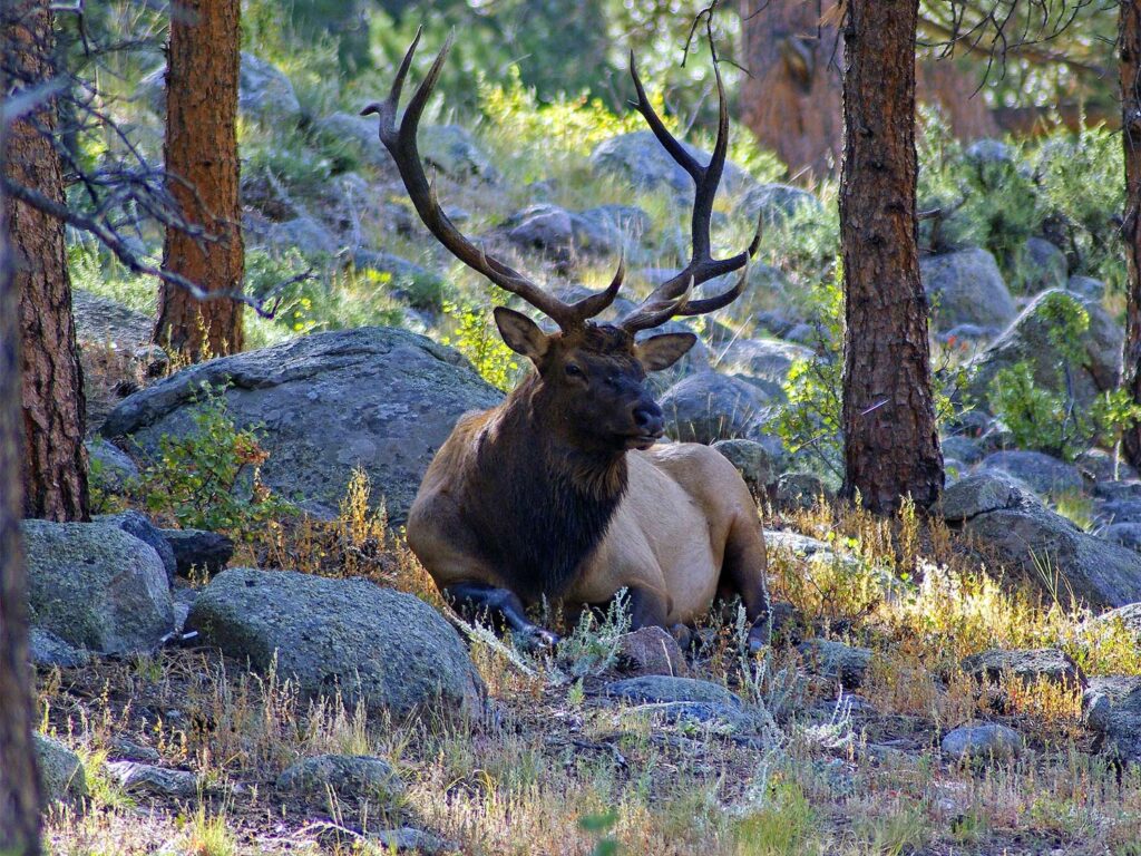 How to Ambush a Bull Elk in His Bed