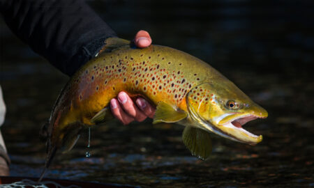 How to Catch Trout with Streamers Angler holding a large brown trout with open mouth above river water