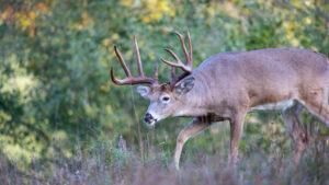 Large white-tailed buck with impressive antlers walking through autumn woodland meadow.