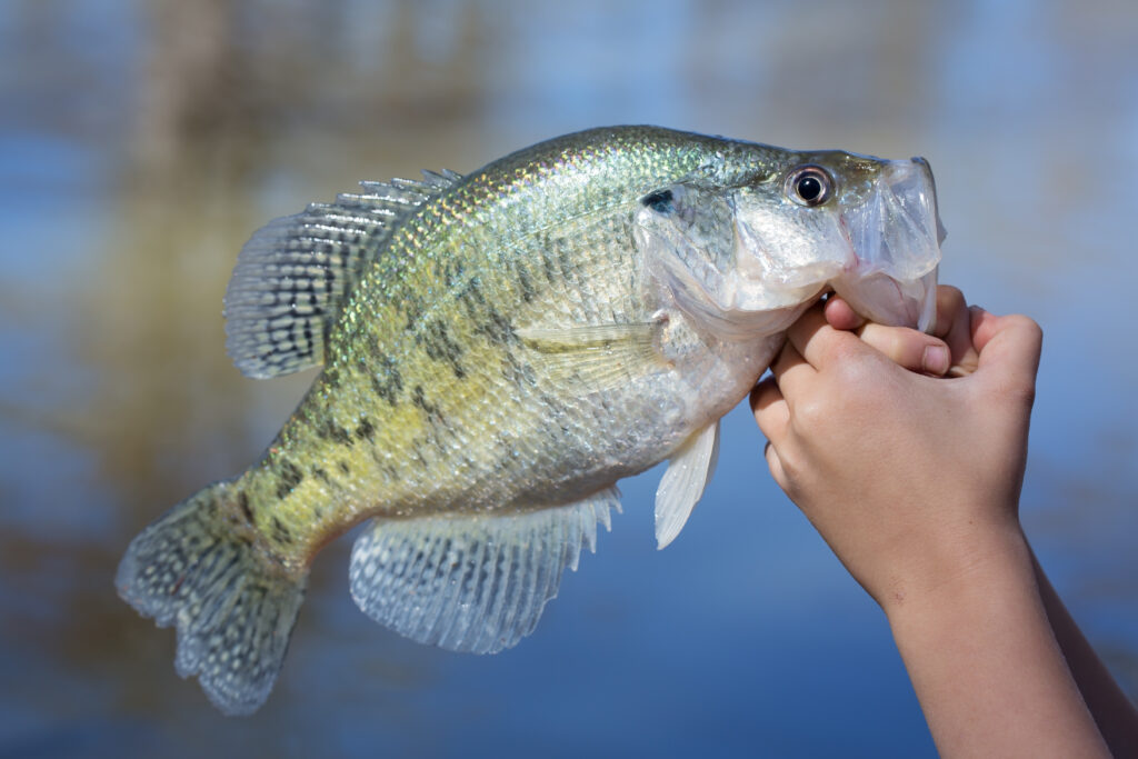 How to Catch Crappie: A Complete Guide Hand holding a freshly caught crappie fish over a lake background