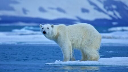 A polar bear standing on Arctic sea ice with snowy mountains in background.