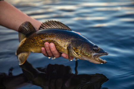 Hand holding a freshly caught walleye fish above calm blue water.