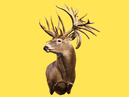 The Story Behind the World Record Whitetail Deer Whitetail deer buck taxidermy mount with massive non-typical antlers on yellow background