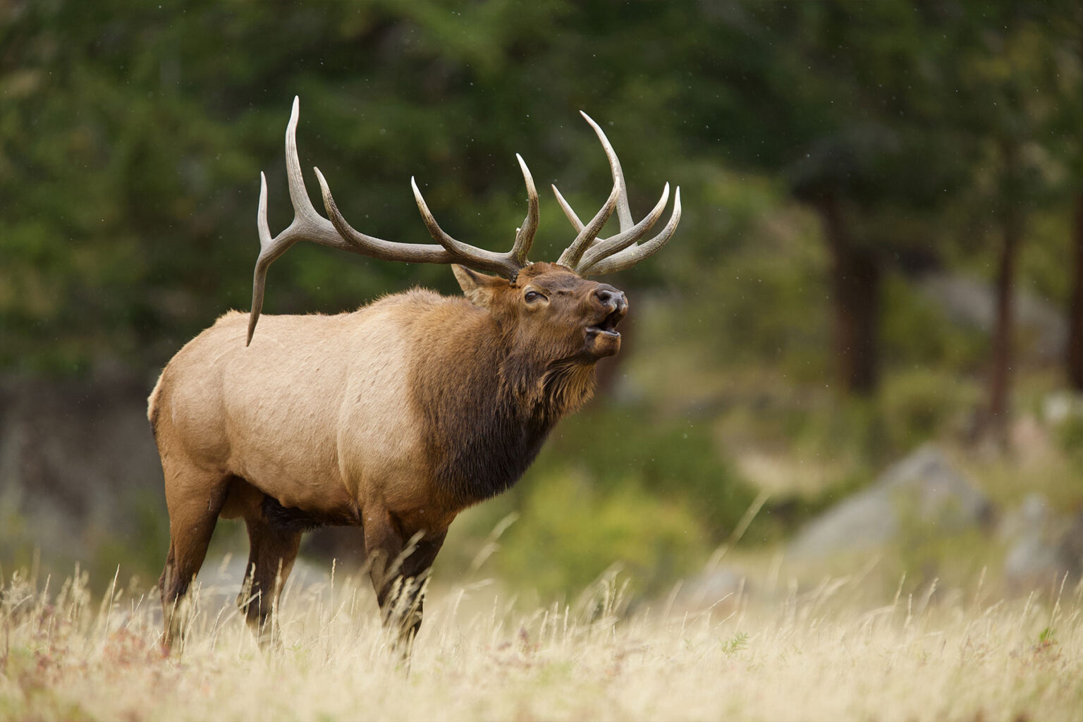 Large bull elk with impressive antlers bugling in a grassy mountain meadow.