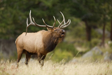 Large bull elk with impressive antlers bugling in a grassy mountain meadow.