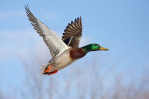 Male mallard duck in flight against blue sky with bare trees below