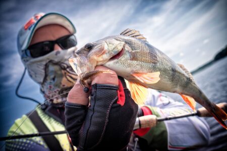 Angler holding freshly caught perch fish near lake while wearing protective gear