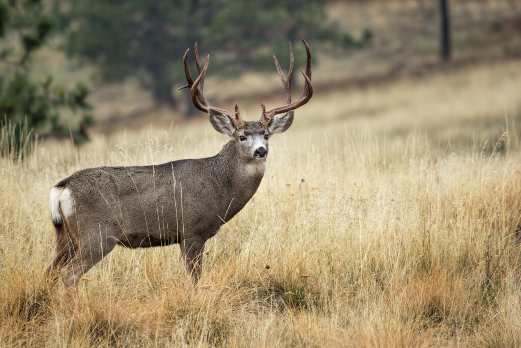 Mule Deer Hunting: 5 Tactics to Tag a Buck This Fall Large mule deer buck with impressive antlers standing in golden grassland meadow.