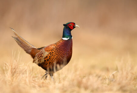 10 Tips for Hunting Pheasants Without a Dog