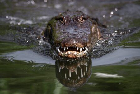 American alligator emerging from dark swamp water with open jaws showing sharp teeth